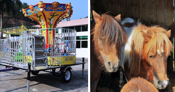 7-YEAR OLD GIRL BUYS A DOZEN PONIES AND A MERRY-GO-ROUND AFTER BORROWING HER DAD’S CREDIT CARD