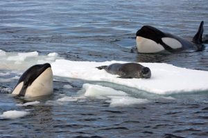 Killer Whales 🐳 Hunting Kevin the Seal